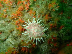 Anthostella stephensoni