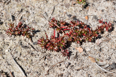 Crassula decumbens