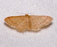Idaea eremiata
