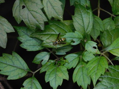 Psammaletes