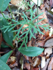 Selaginella delicatula