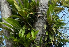 Philodendron insigne