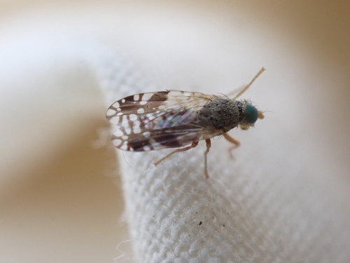 Tephritis teerinki
