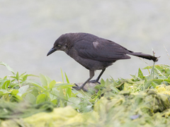 Quiscalus lugubris