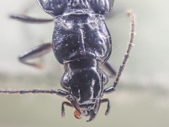 Diplous aterrimus