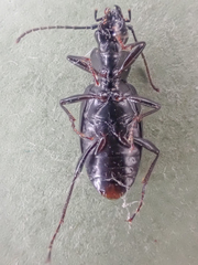 Diplous aterrimus