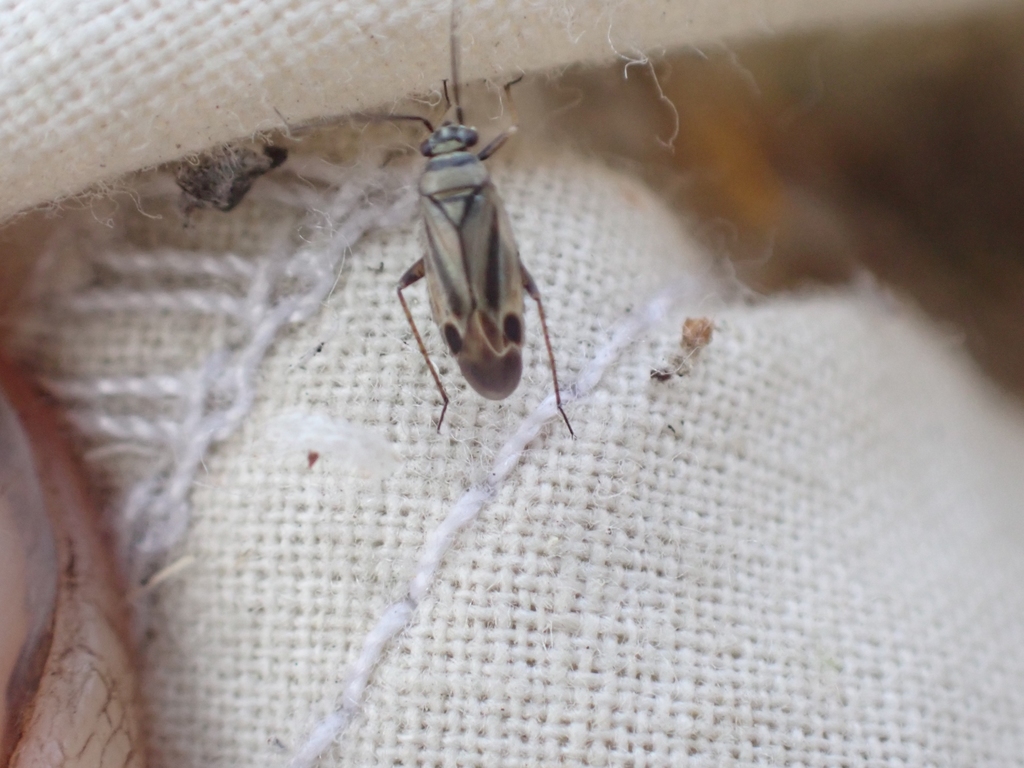 Phyllopidea montana
