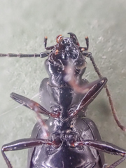 Diplous aterrimus