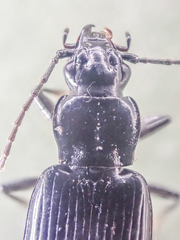 Diplous aterrimus
