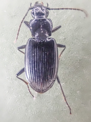 Diplous aterrimus