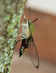 Cephonodes hylas virescens