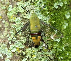 Cephonodes hylas virescens