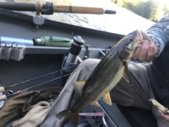 Ptychocheilus umpquae