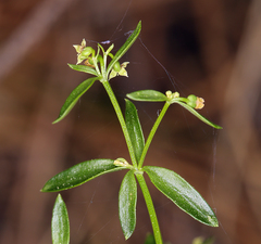 Galium bolanderi