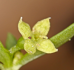 Galium bolanderi