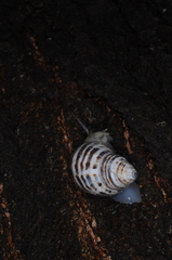 Drymaeus poecilus