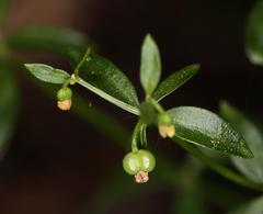 Galium bolanderi