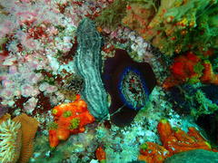 Pentacta doliolum