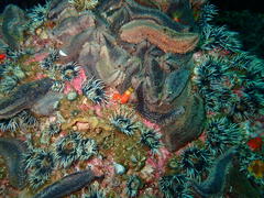 Pentacta doliolum