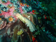 Pentacta doliolum