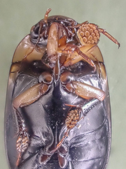 Hydaticus aruspex
