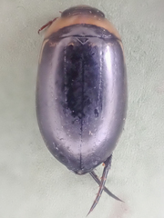 Hydaticus aruspex