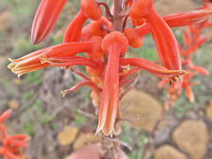 Aloe vanrooyenii