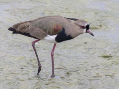 Vanellus chilensis