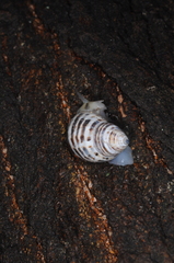 Drymaeus poecilus