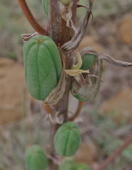 Aloe vanrooyenii