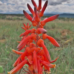 Aloe vanrooyenii