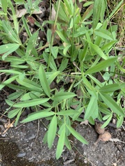 Trifolium angustifolium
