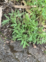 Trifolium angustifolium