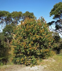 Hakea elliptica