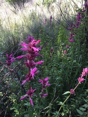 Agastache mexicana