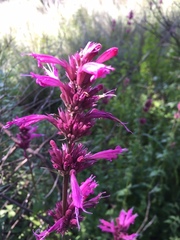 Agastache mexicana