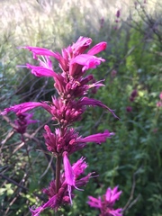 Agastache mexicana