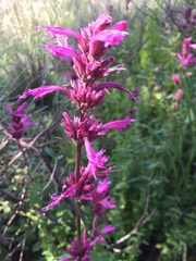 Agastache mexicana