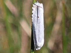 Hystrichophora vestaliana