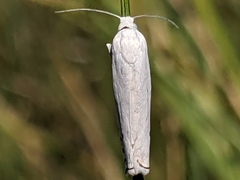 Hystrichophora vestaliana