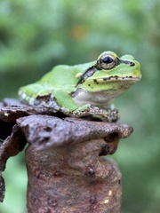Hyla japonica
