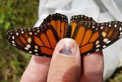 Danaus plexippus