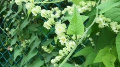 Antigonon flavescens