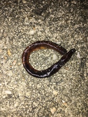 Lumbricus