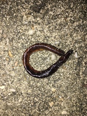 Lumbricus