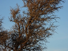 Geoffroea decorticans