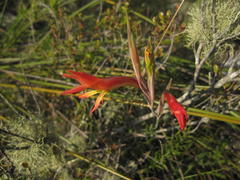 Gladiolus vandermerwei