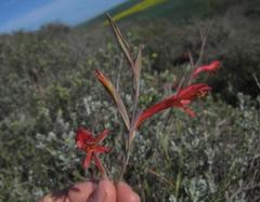 Gladiolus vandermerwei