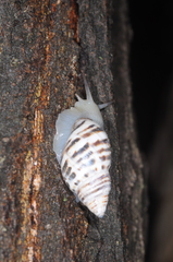 Drymaeus poecilus