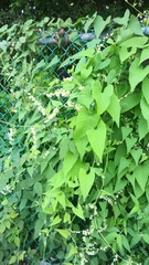 Antigonon flavescens